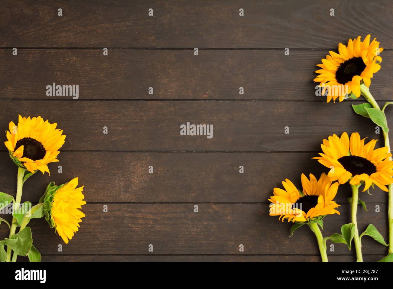 Beautiful yellow sunflowers on wooden background with copy space Stock Photo