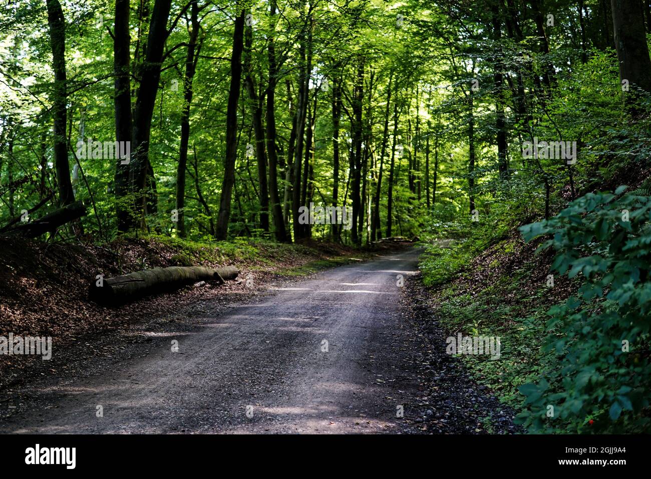 Trail in a green park with tall trees Stock Photo - Alamy