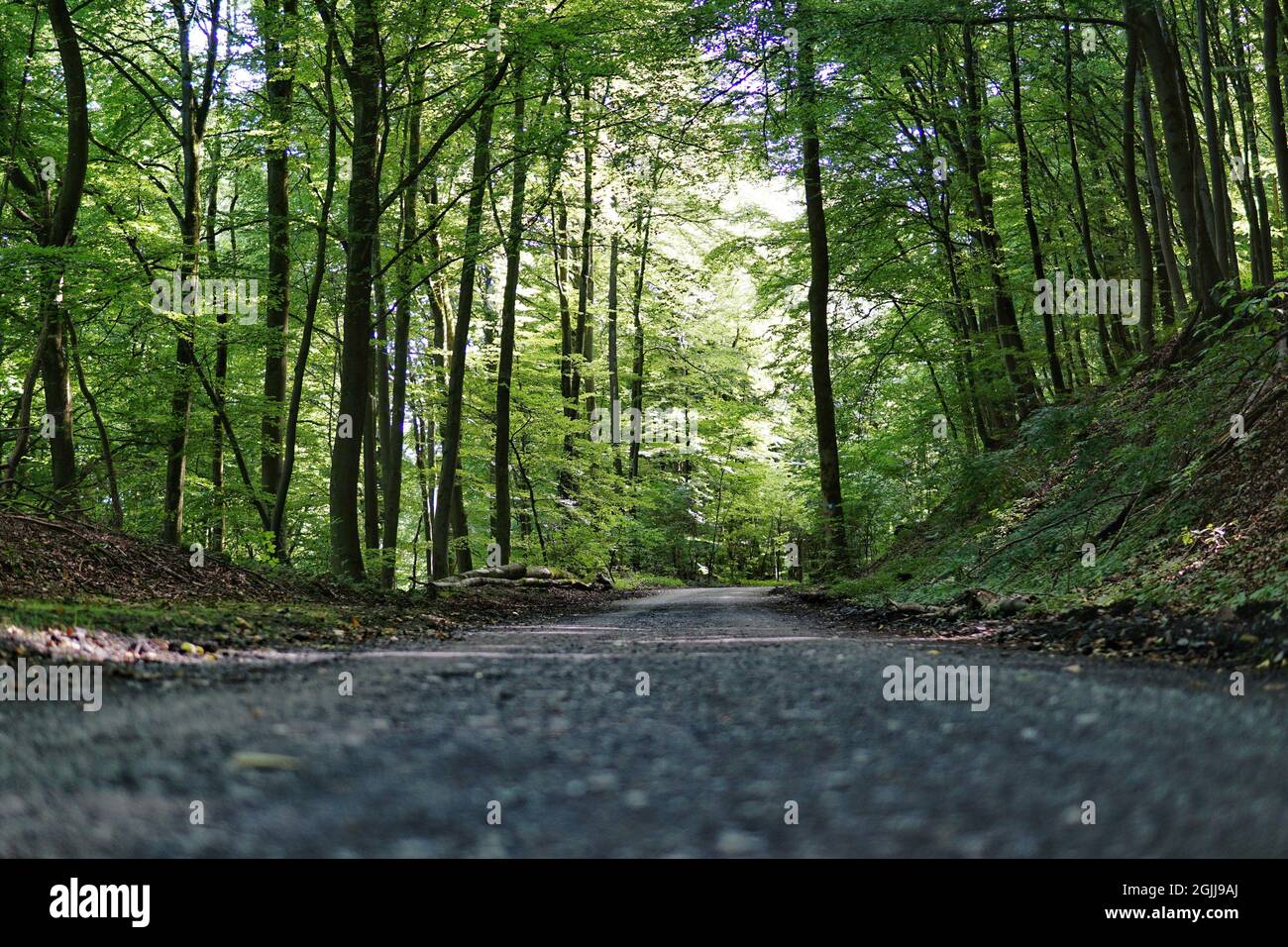 Trail in a green park with tall trees Stock Photo - Alamy