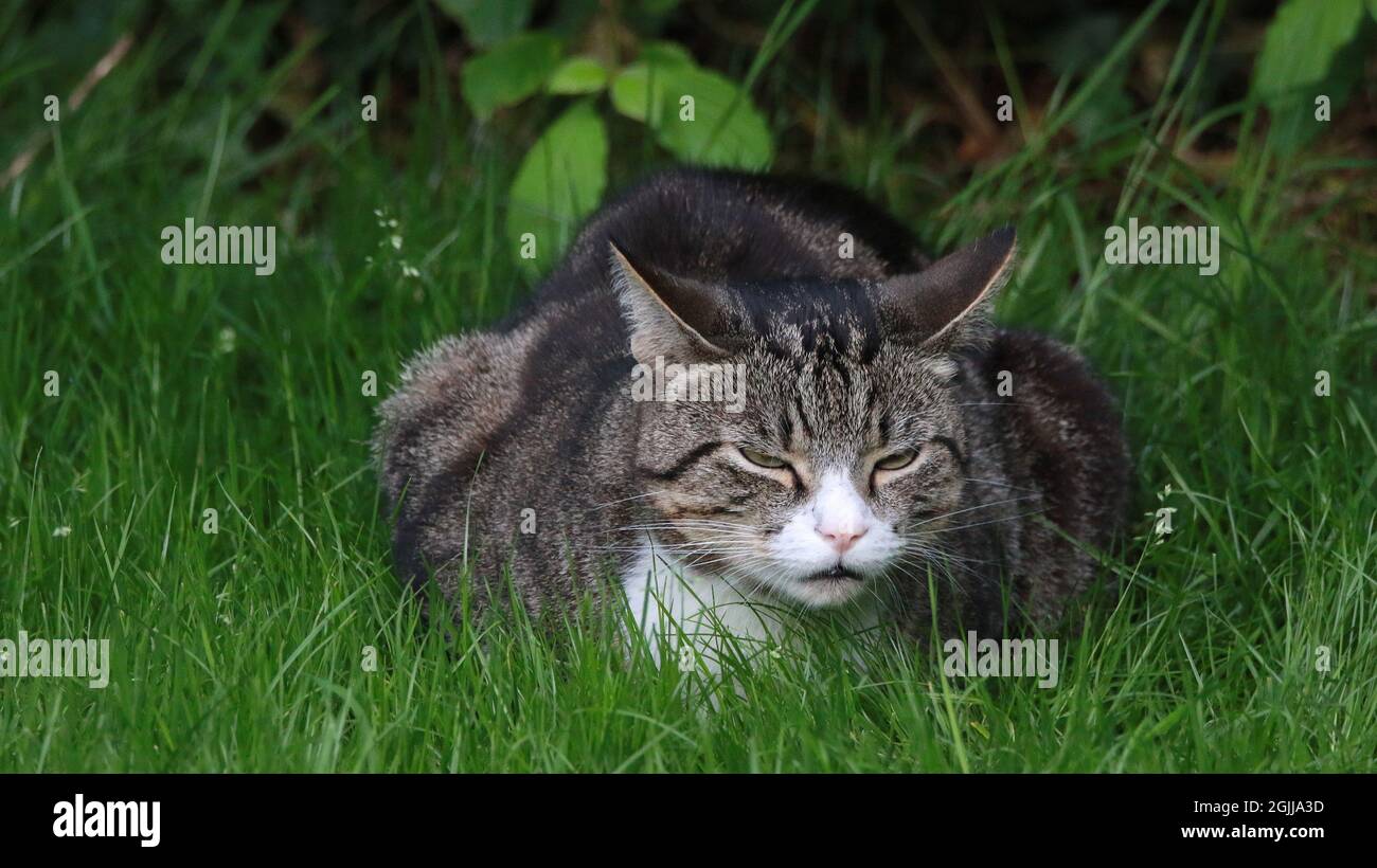 Gray tabby cat lying on the green grass Stock Photo - Alamy
