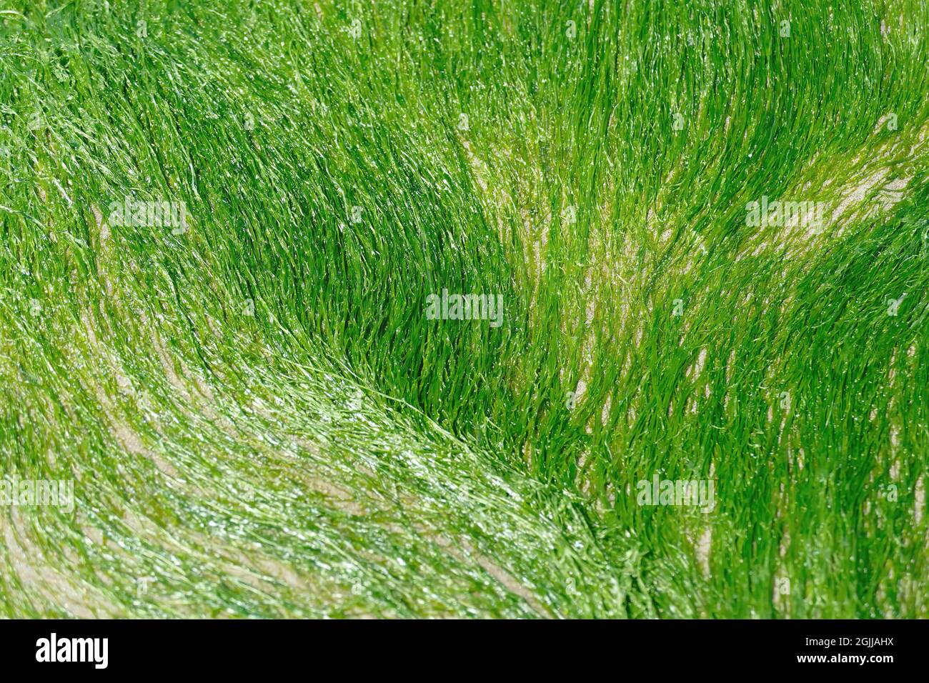 Green seaweed grass kelp on the Oregon coast Stock Photo Alamy