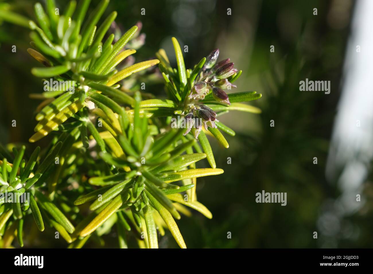 Rosemary (Salvia rosmarinus) is a shrub with fragrant, needle-like leaves and white, pink, purple, blue flowers. Sunny after the rain. Wet plant and l Stock Photo