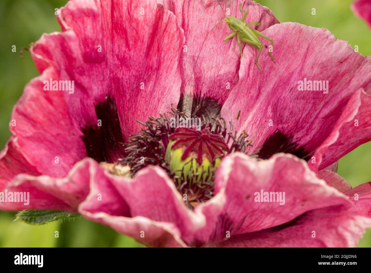 Insect on flower Orientale Papaver 'Pattys Plum' young nymph of bush-cricket Stock Photo