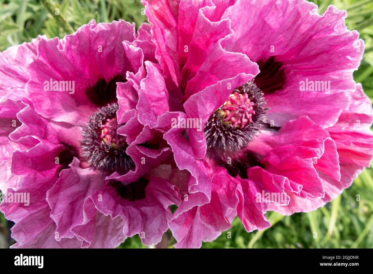 Papaver orientale purple flowers Oriental poppies large blooms Stock Photo