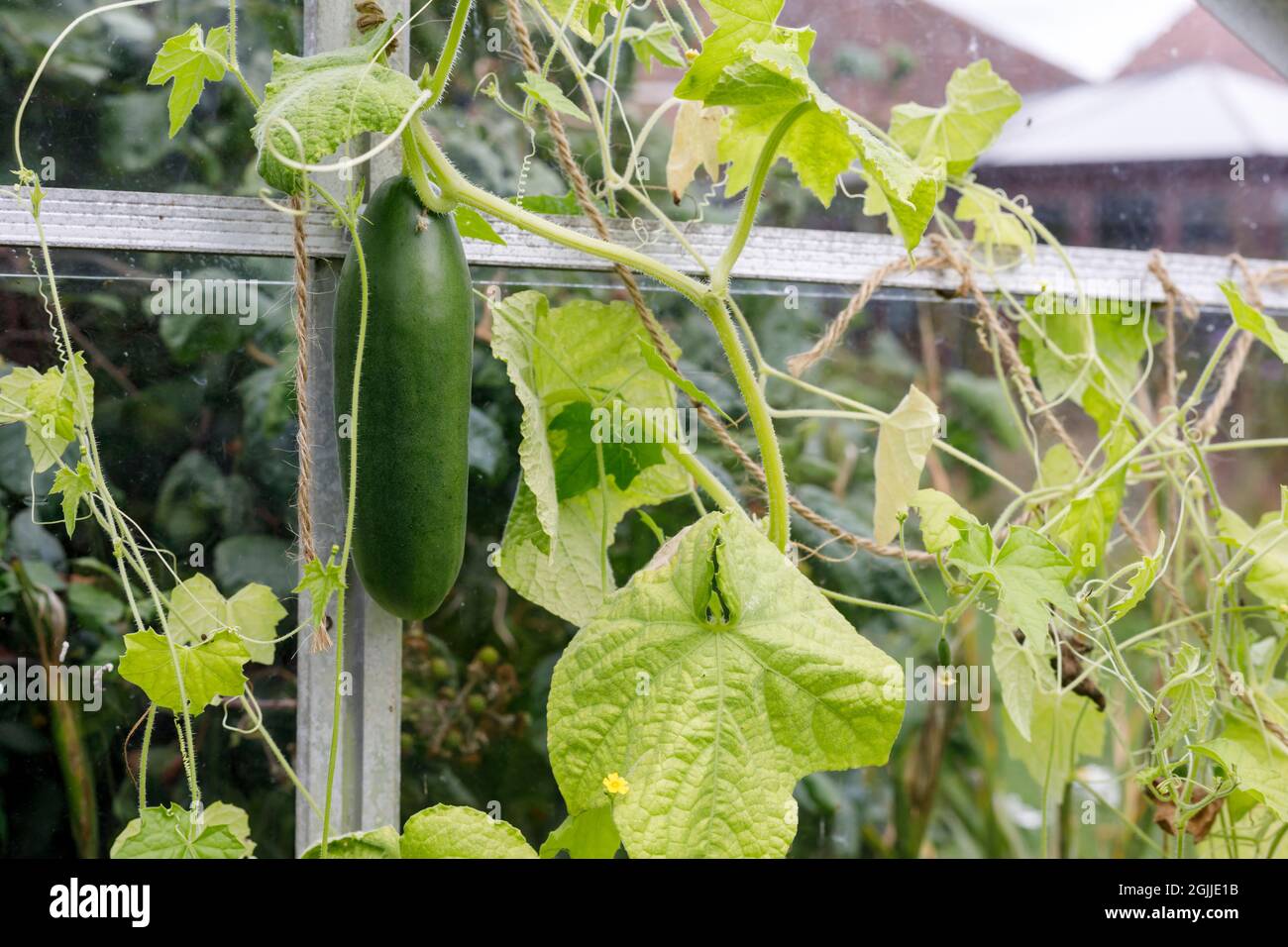 Cucumber plant growing in a greenhouse, Sussex, UK Stock Photo Alamy