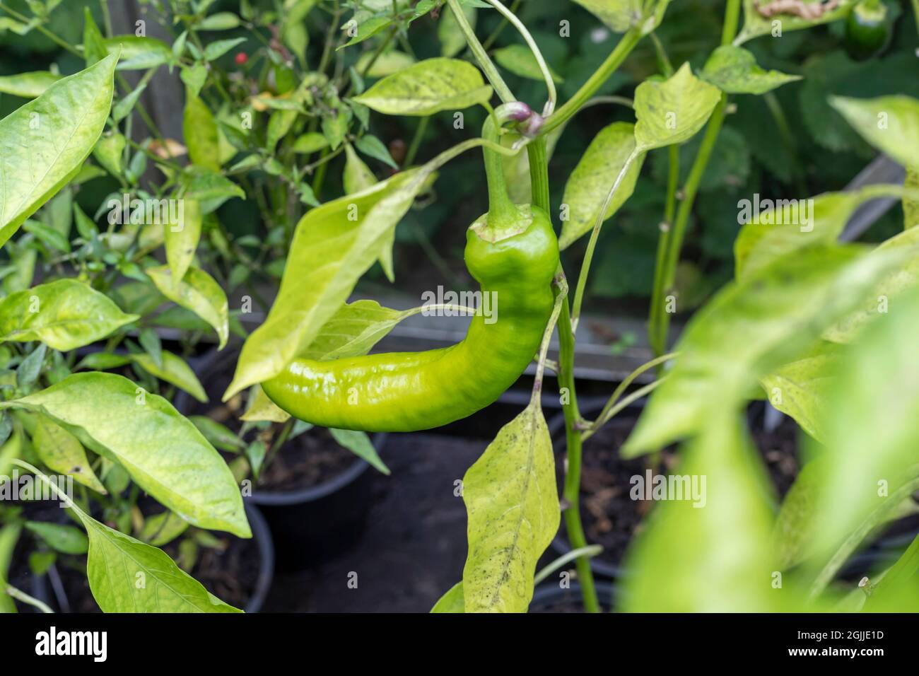 Green chili growing in a greenhouse, UK Stock Photo Alamy