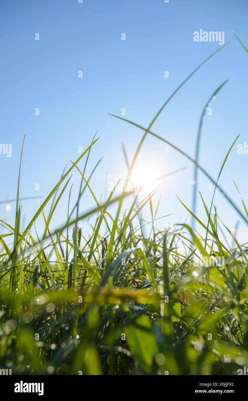 Green grass sunny sky hi-res stock photography and images - Alamy