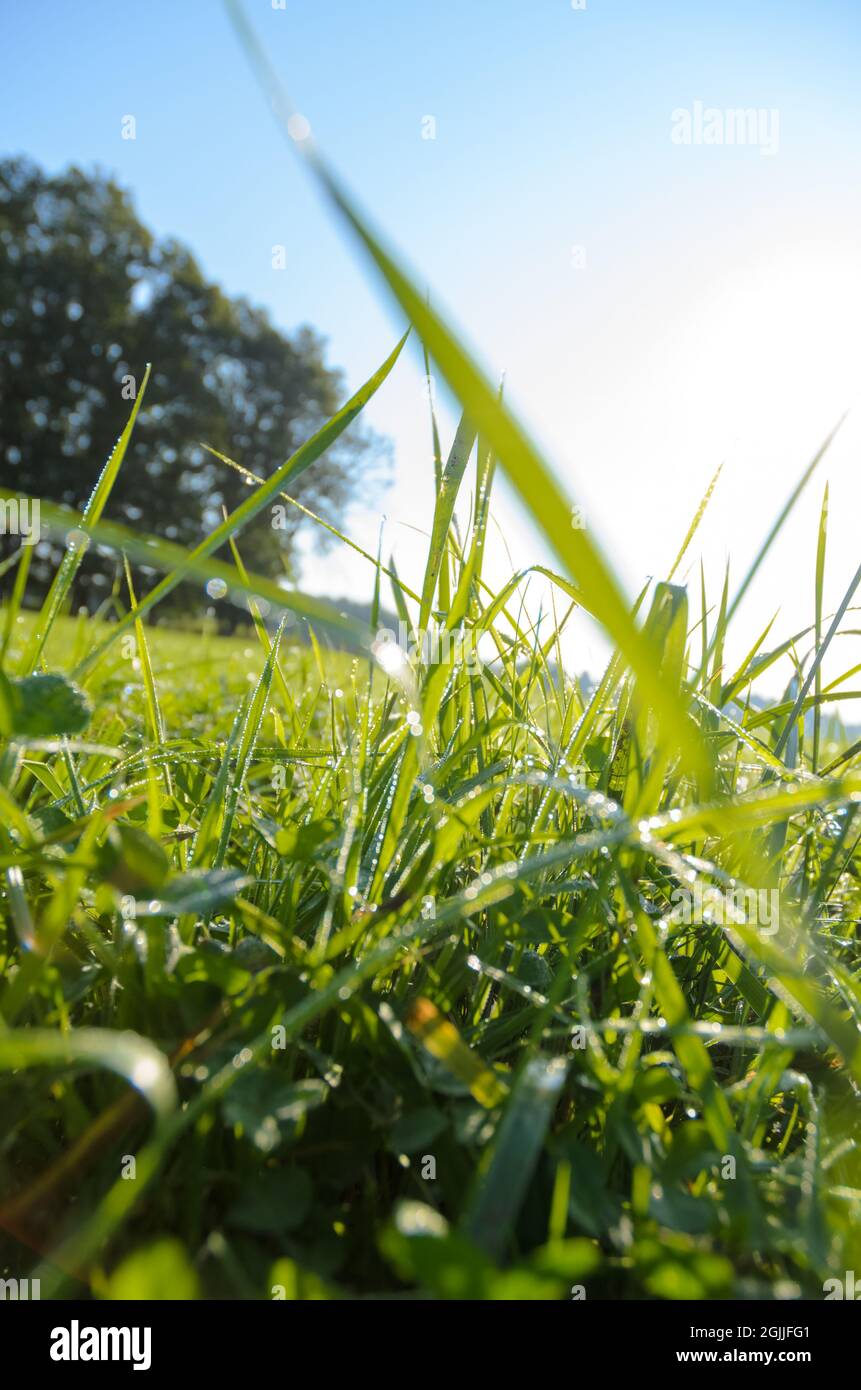 Green grass sunny sky hi-res stock photography and images - Alamy