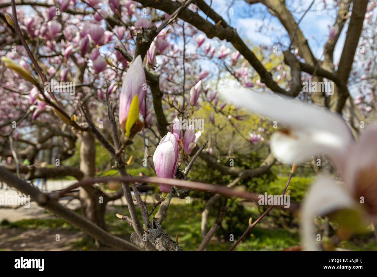 Beautiful pink white magnolia flowers in spring Stock Photo - Alamy