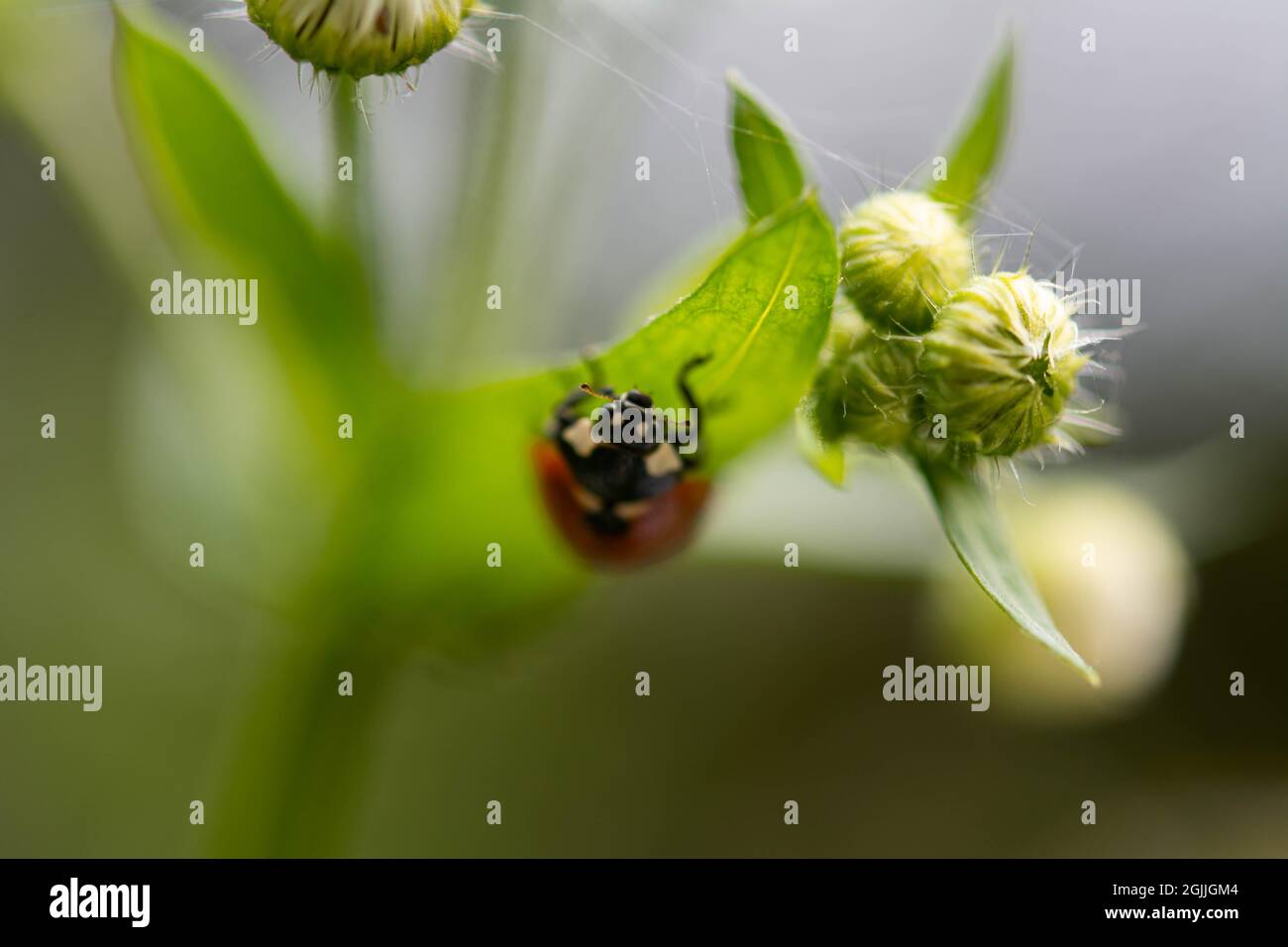 Coccinellidae. Ladybug on chamomile leaf, shallow depth of field, selective focus. Stock Photo