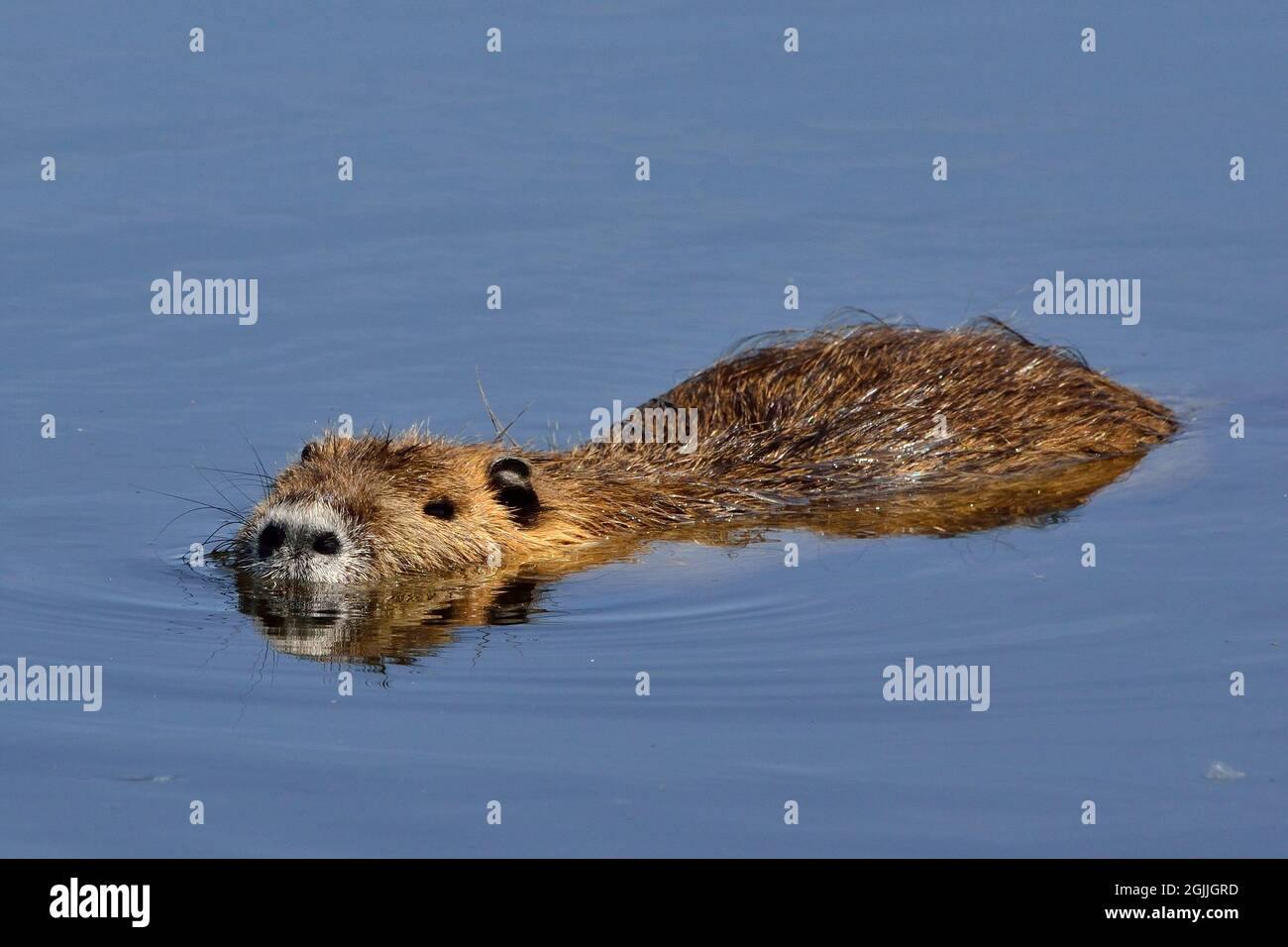 Nutria, Biberratte, coypu, Myocastor coypus Stock Photo