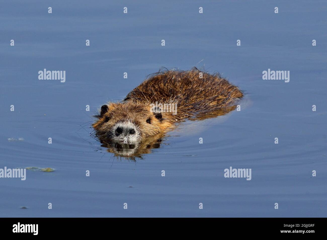 Nutria, Biberratte, coypu, Myocastor coypus Stock Photo