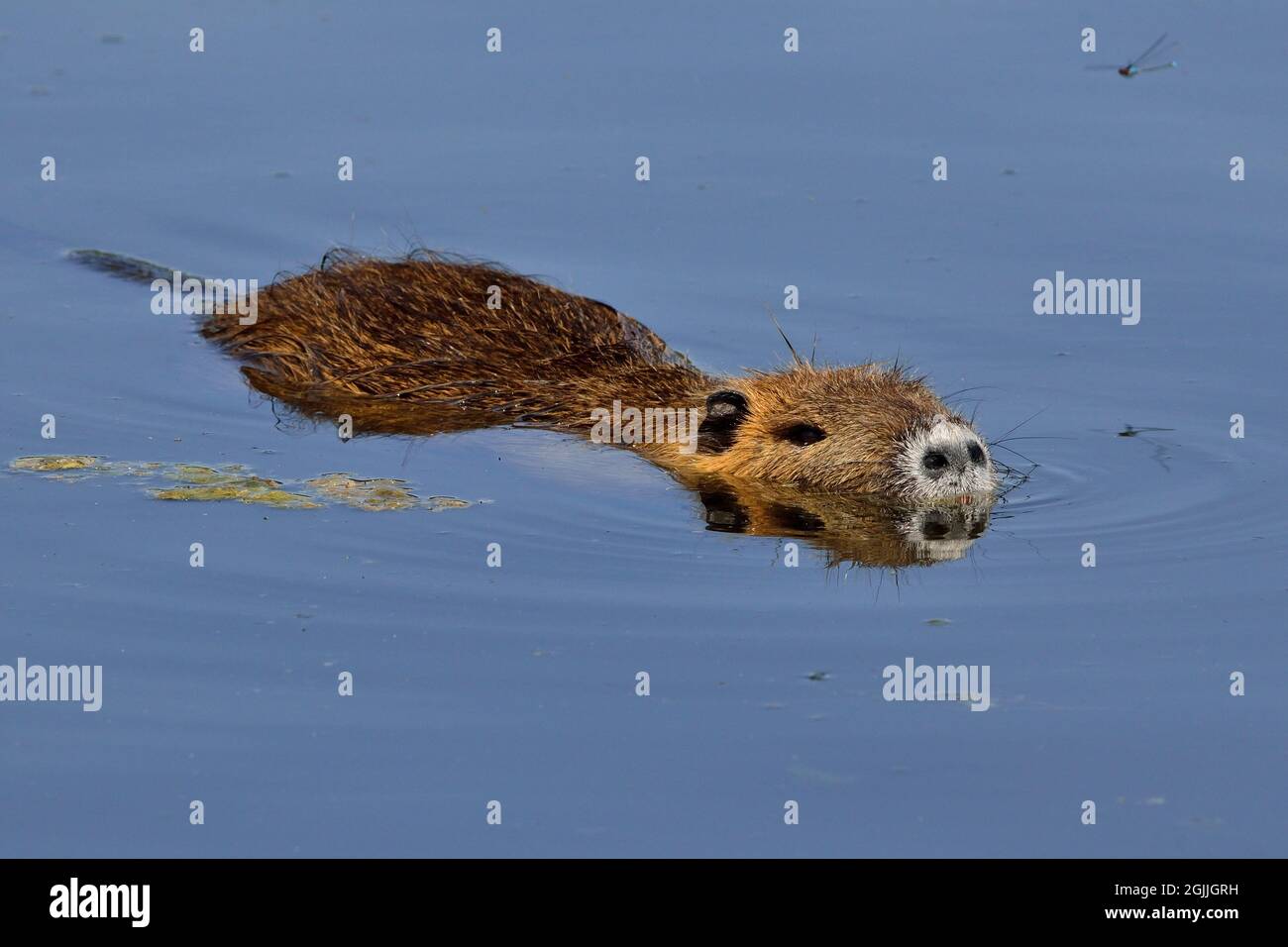 Nutria, Biberratte, coypu, Myocastor coypus Stock Photo