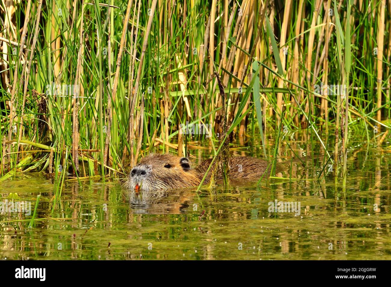 Nutria, Biberratte, coypu, Myocastor coypus Stock Photo