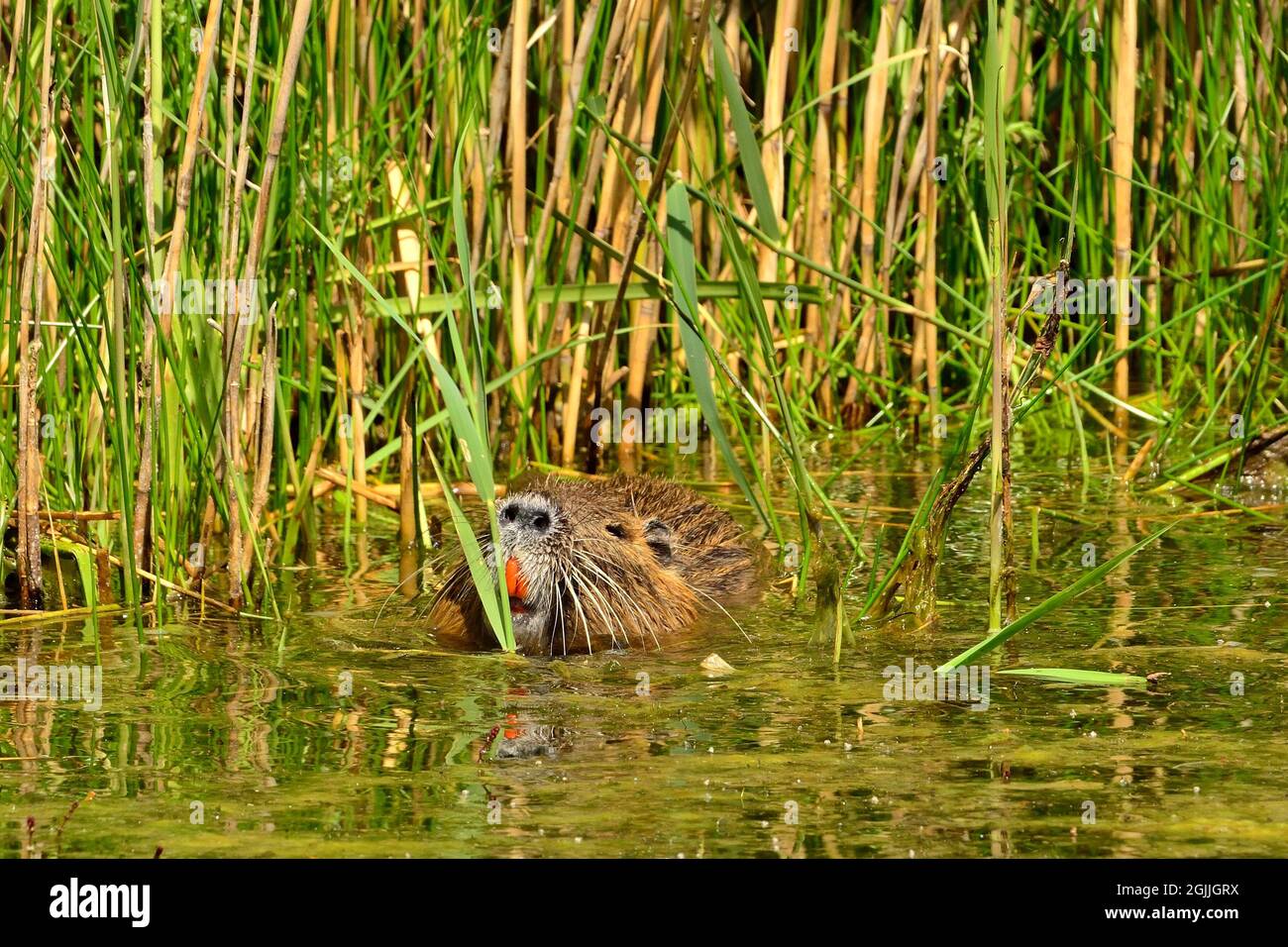 Nutria, Biberratte, coypu, Myocastor coypus Stock Photo