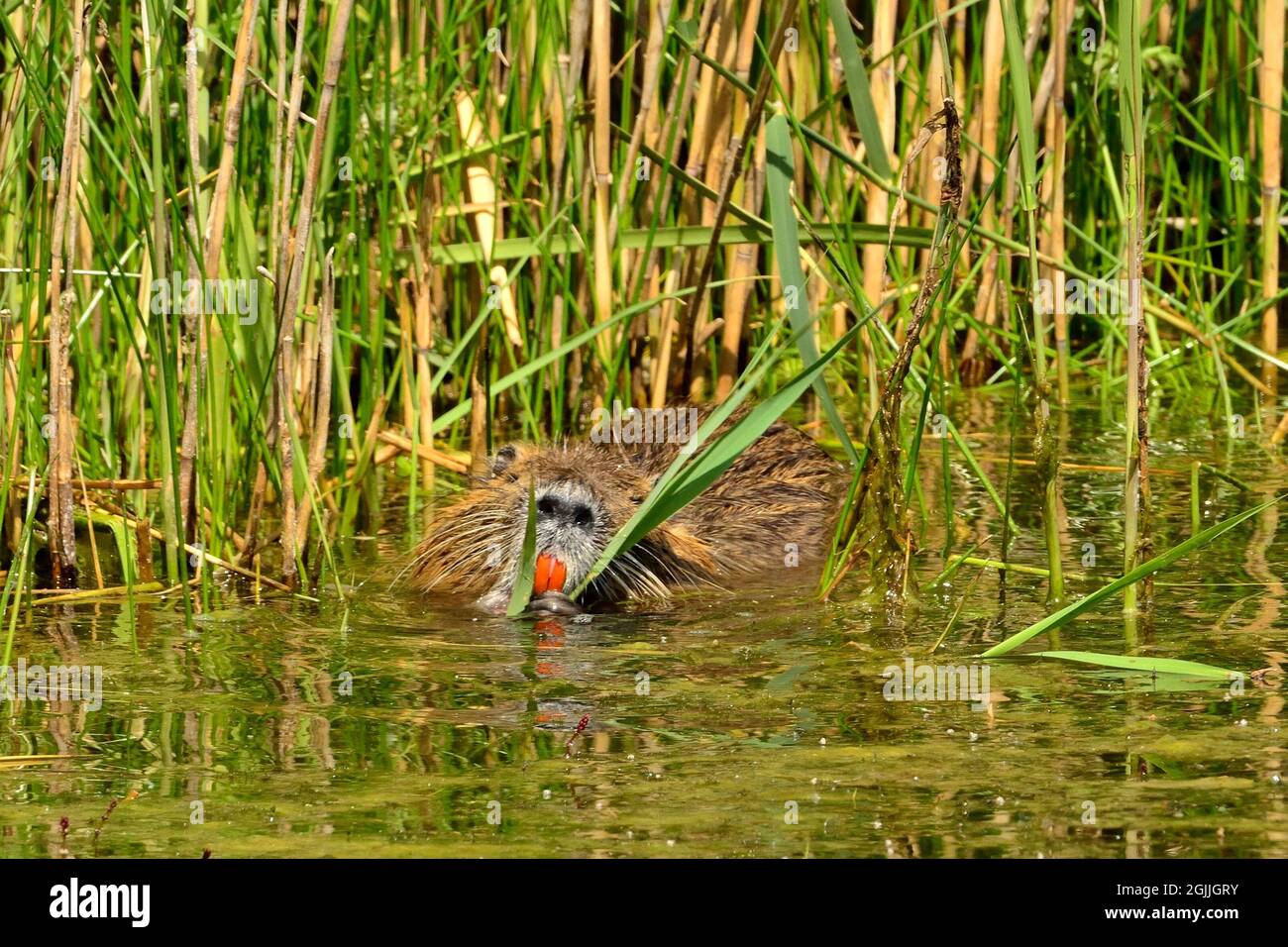 Nutria, Biberratte, coypu, Myocastor coypus Stock Photo