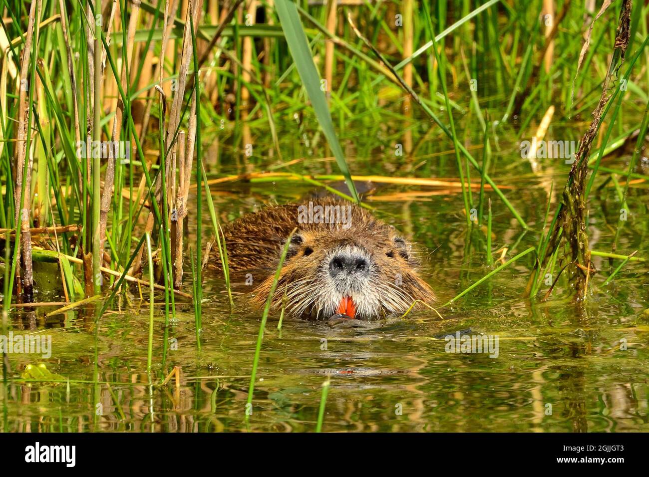 Nutria, Biberratte, coypu, Myocastor coypus Stock Photo