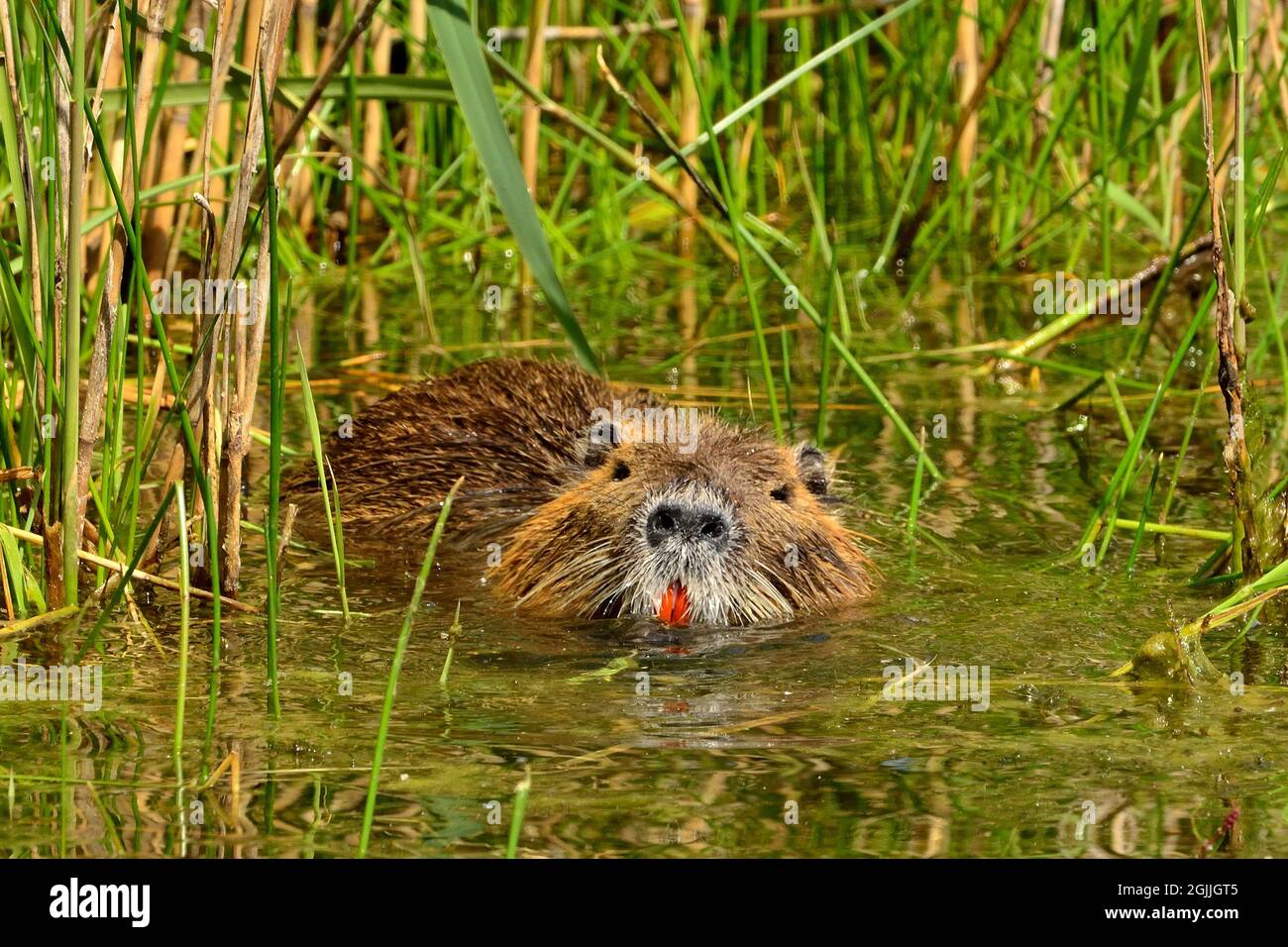 Nutria, Biberratte, coypu, Myocastor coypus Stock Photo