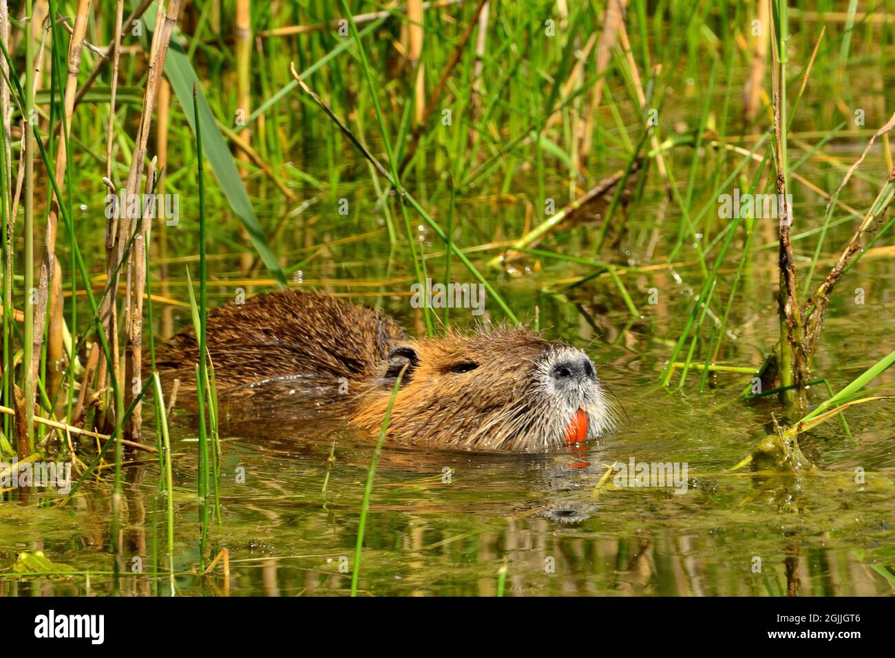 Nutria, Biberratte, coypu, Myocastor coypus Stock Photo