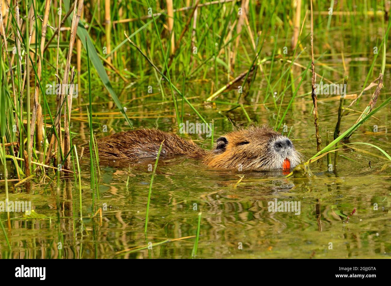 Nutria, Biberratte, coypu, Myocastor coypus Stock Photo