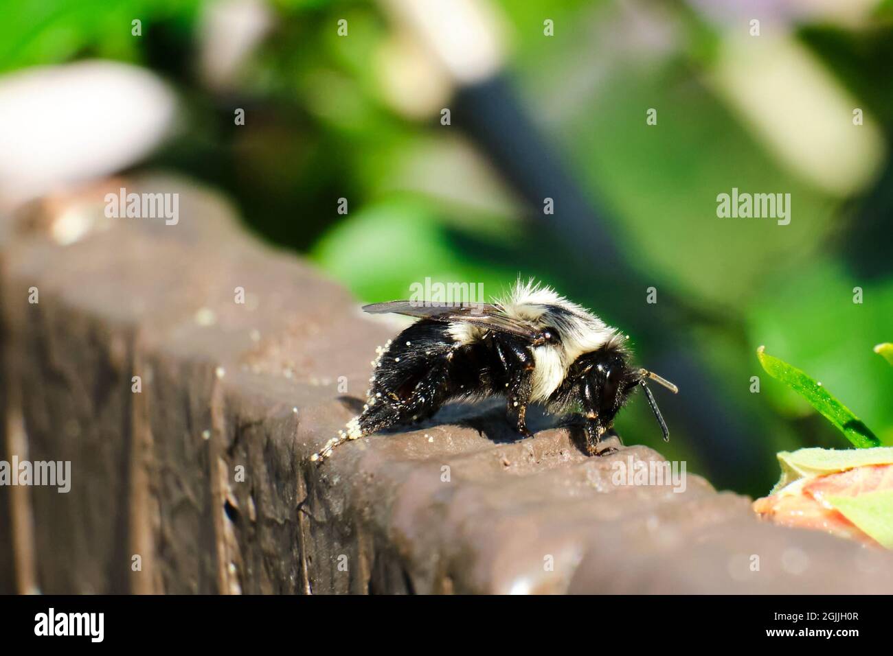 Common Eastern Bumble Bee (Bombus impatiens) sits on top of a brown fence Stock Photo