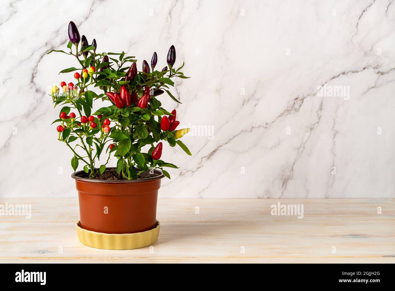 3d printed plant holder “3D Printed Plant Pot and Air Plant Holder – Stylish, Durable, Eco-Friendly, Modern Design, Indoor & Outdoor Use, Multiple Sizes & Colors, Lightweight main image 0