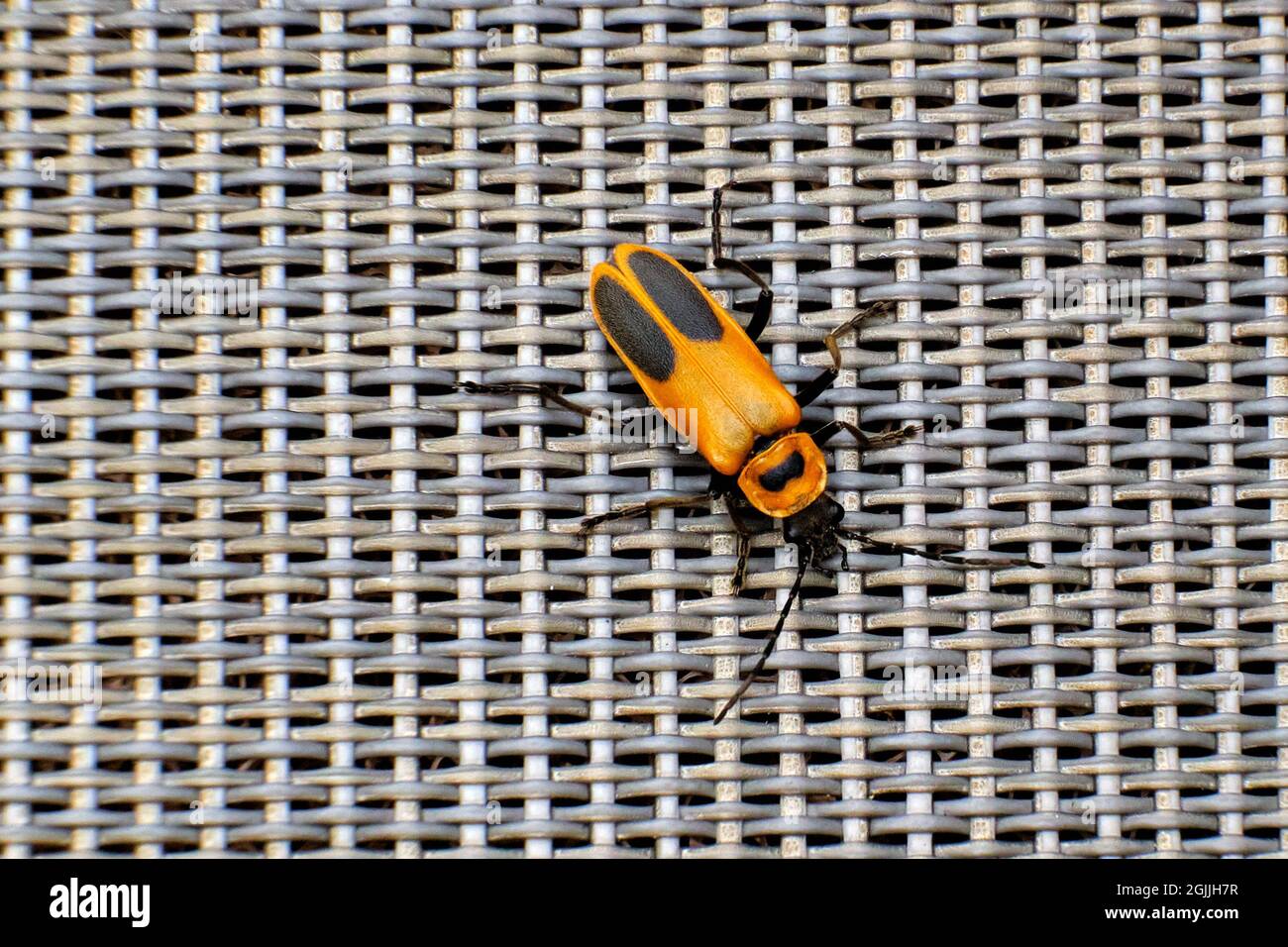 Pennsylvania leatherwing beetle sits on top of a brown mesh chair Stock Photo