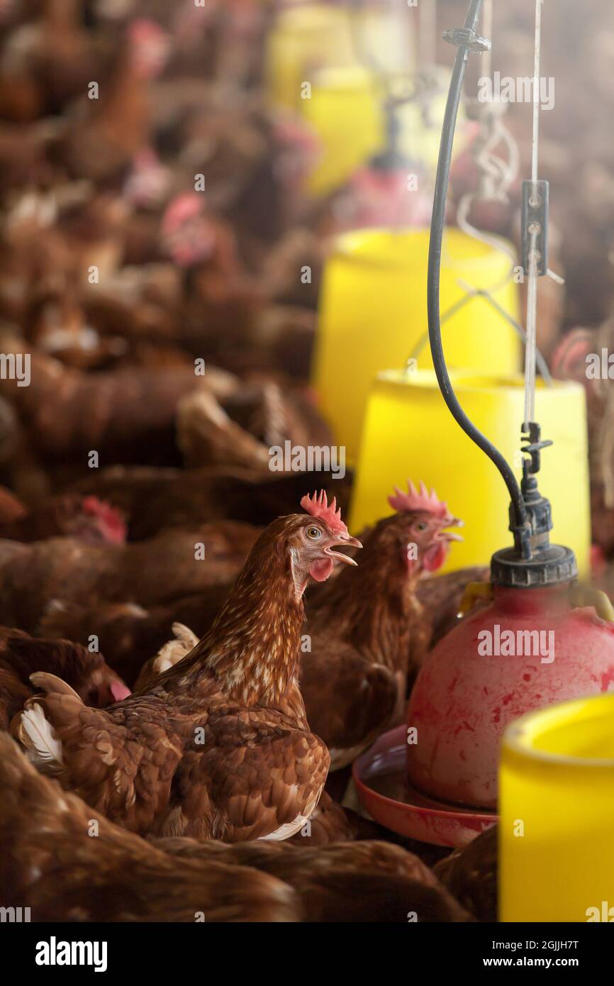 Feeding brown hens in a poultry farm. A commercial chicken house. Close
