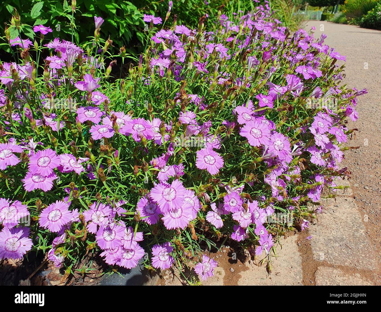 Dianthus amurensis 'Siberian Blue' a summer flowering plant with a light purple summertime flower, stock photo image Stock Photo