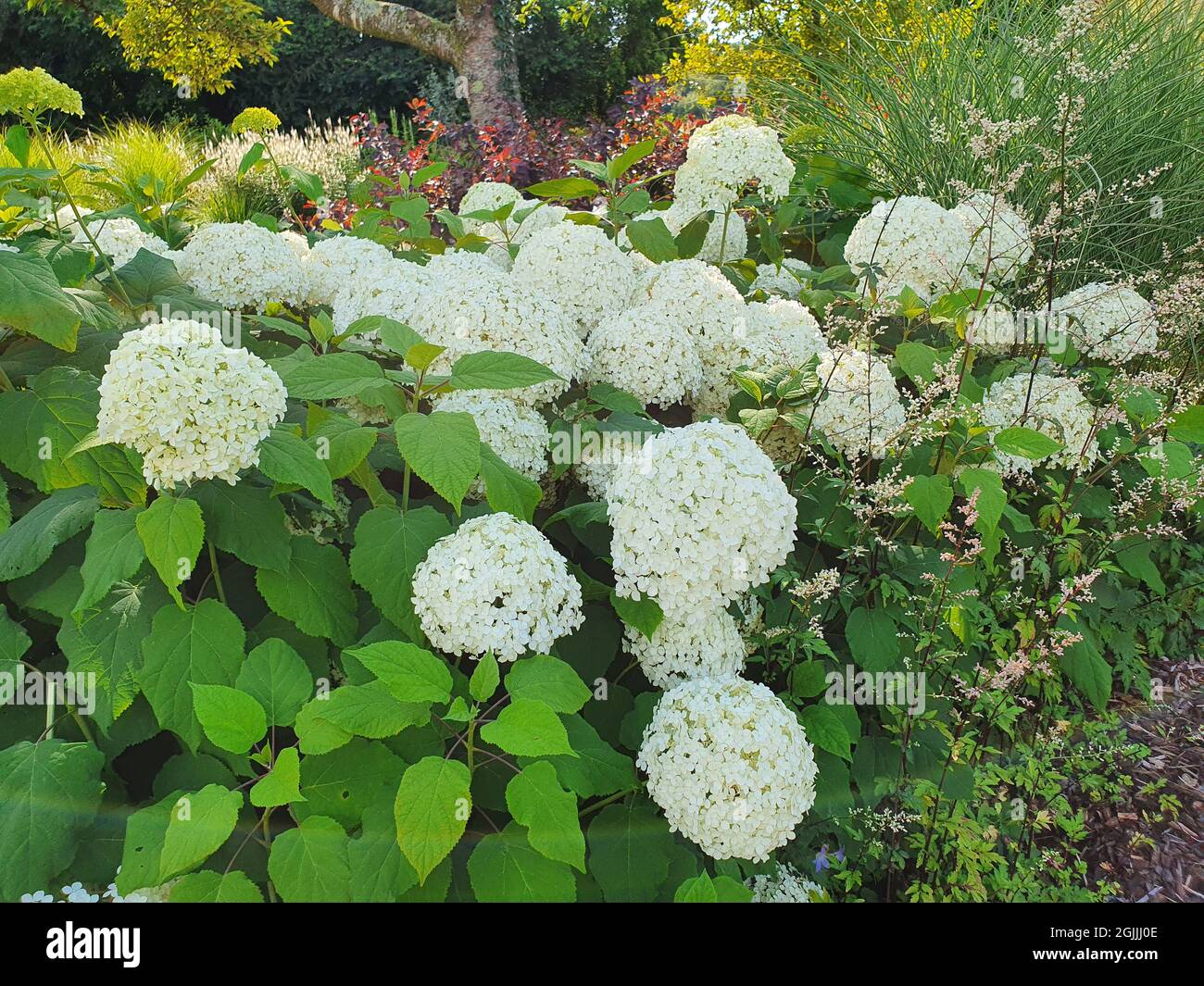 Hydrangea Arborescens 'Annabelle' summer autumn fall flowering plant with a white summertime flower, stock photo image Stock Photo