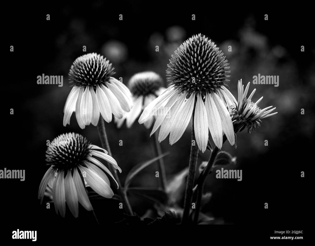 Hedgehog coneflower Black and White Stock Photos & Images Alamy