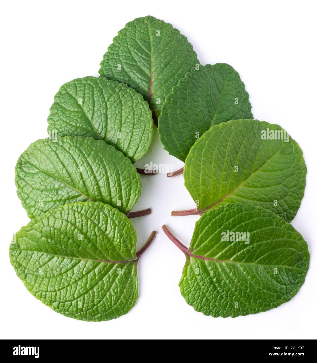 Marjoram herb Cut Out Stock Images & Pictures Alamy