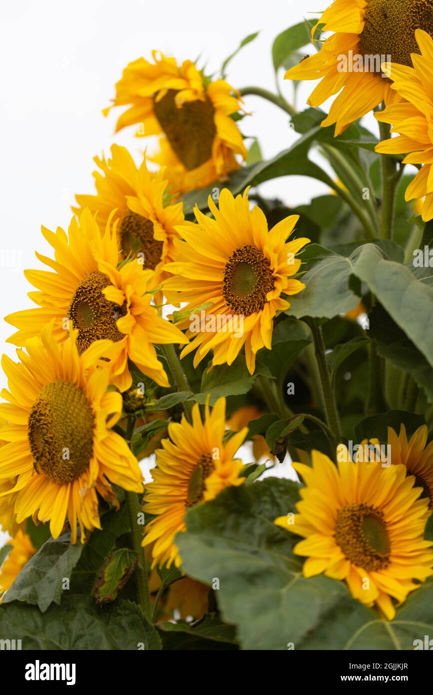 Common sunflower, helianthus annuus Stock Photo