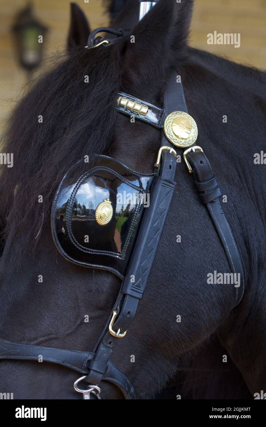 Closeup of a black horse with its eye covered with a blinker to restrict the field of vision Stock Photo