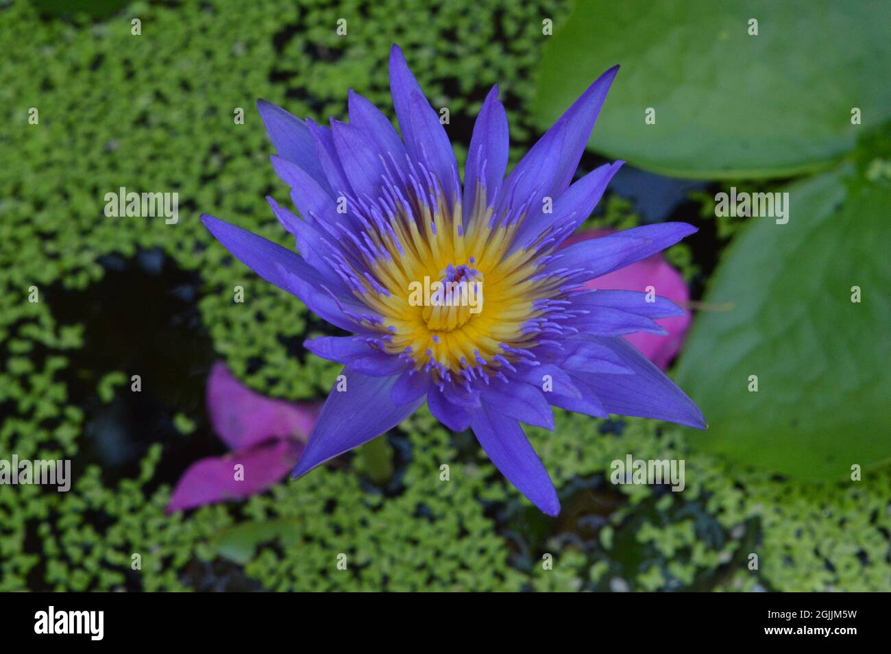A close look of Purple Water Lily in the middle of the pond Stock Photo ...