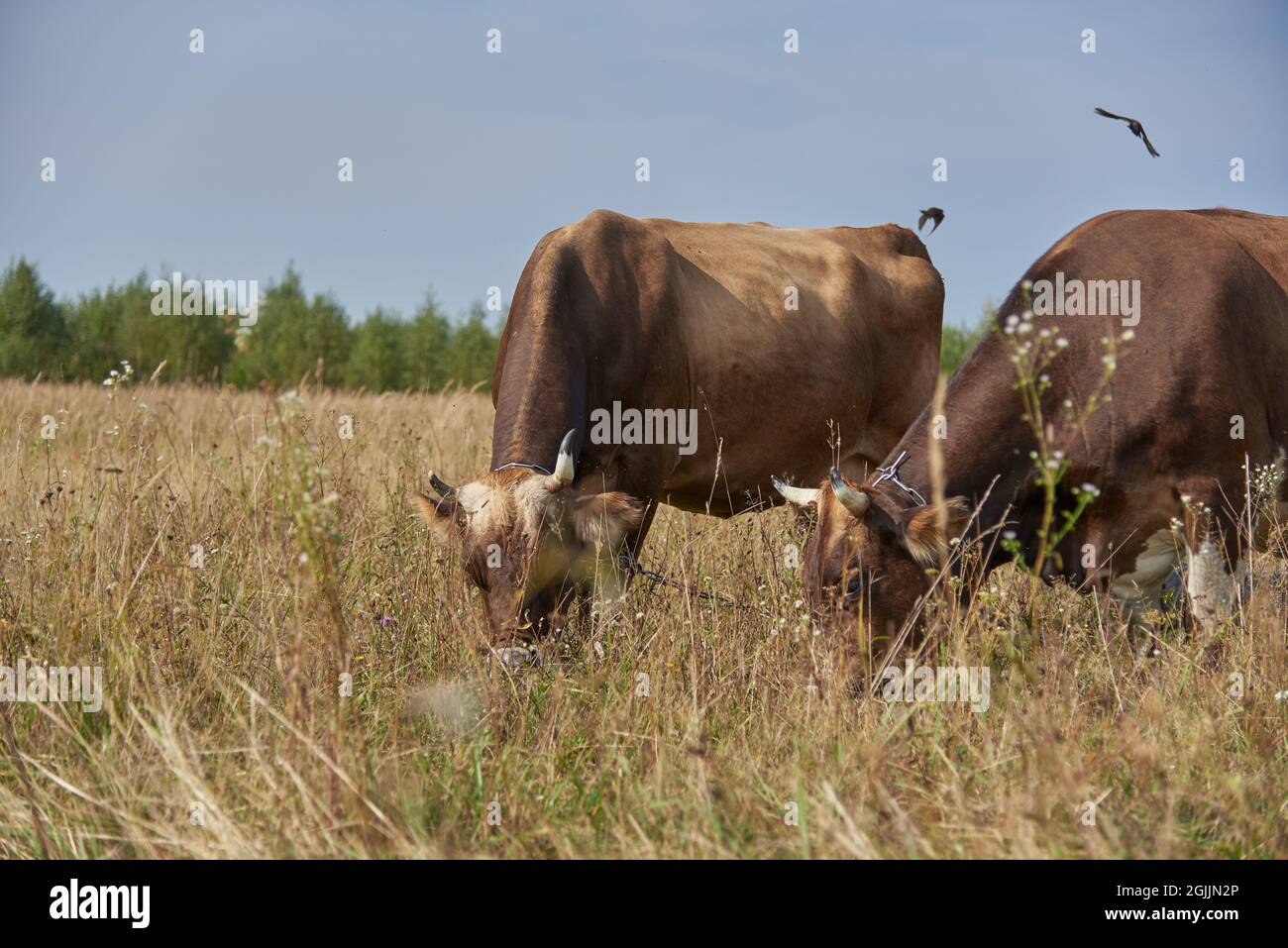 Two brown cows graze side by side in a meadow on a sunny August day. Stock Photo