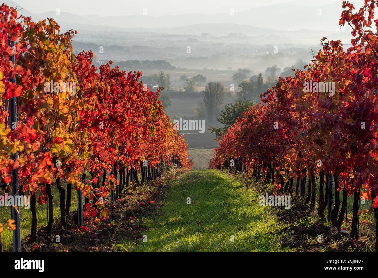 Vineyard in autumn, Italy. Rows with red leaves in the light at sunrise. Stock Photo