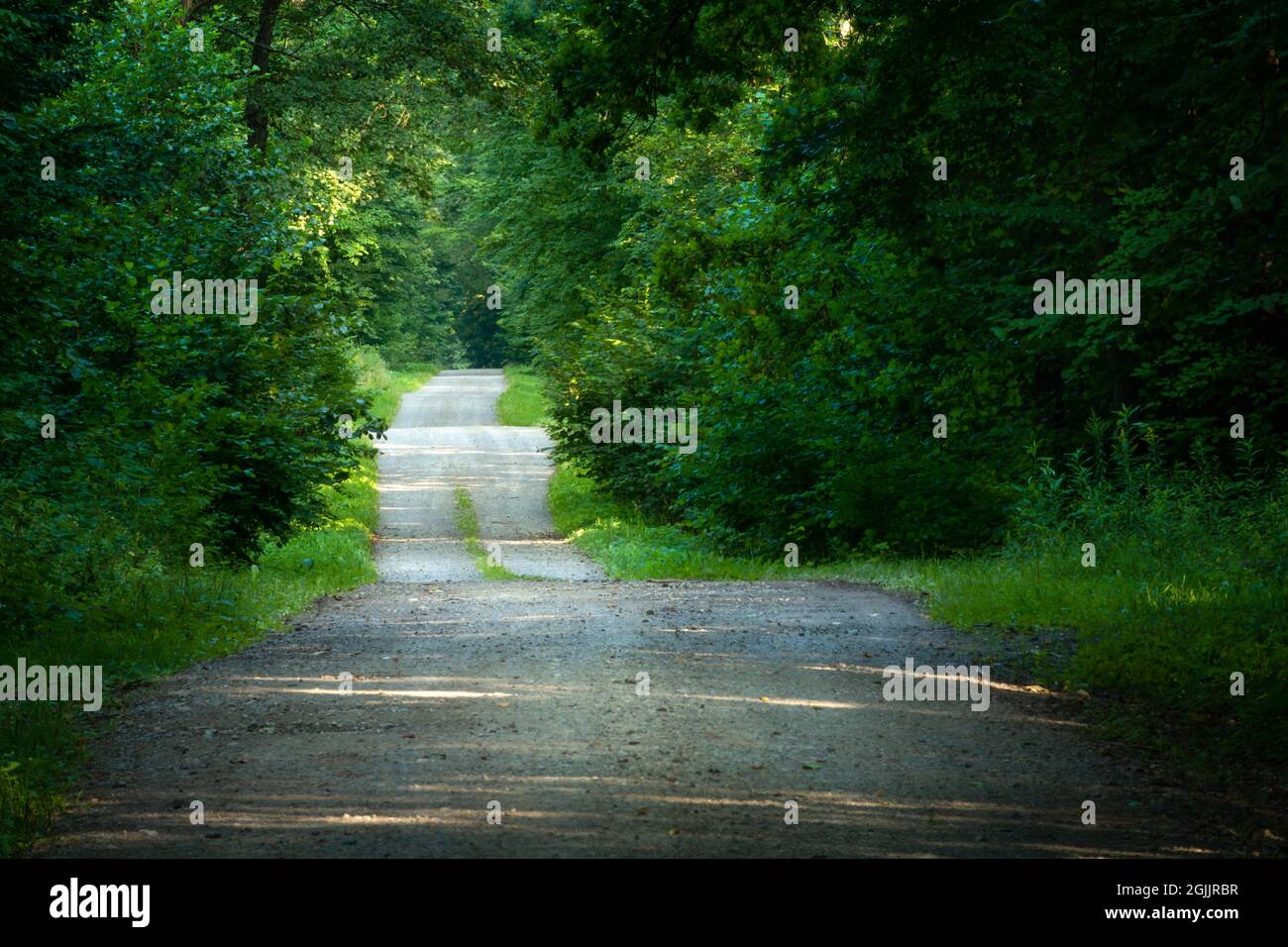 Hilly gravel road through green dense forest, summer view Stock Photo