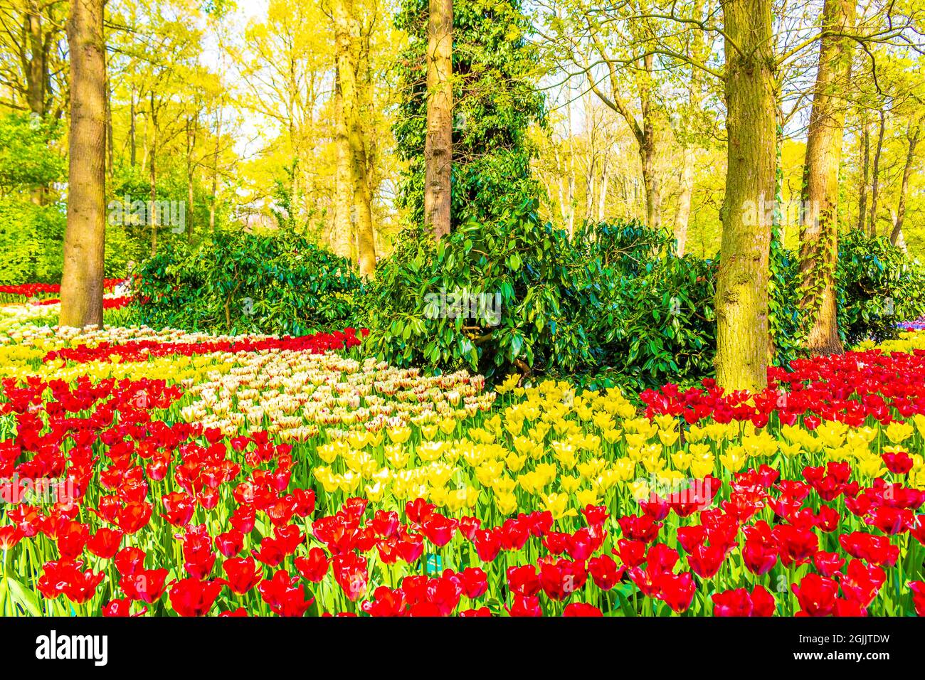 Many colorful tulips and daffodils in Keukenhof tulip park in Lisse ...
