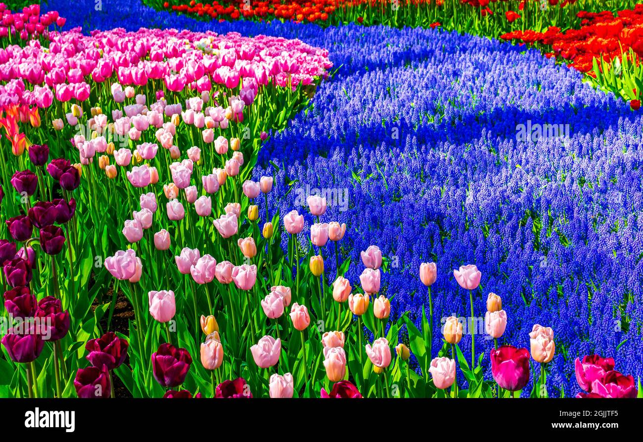 Many colorful tulips and daffodils in Keukenhof tulip park in Lisse ...