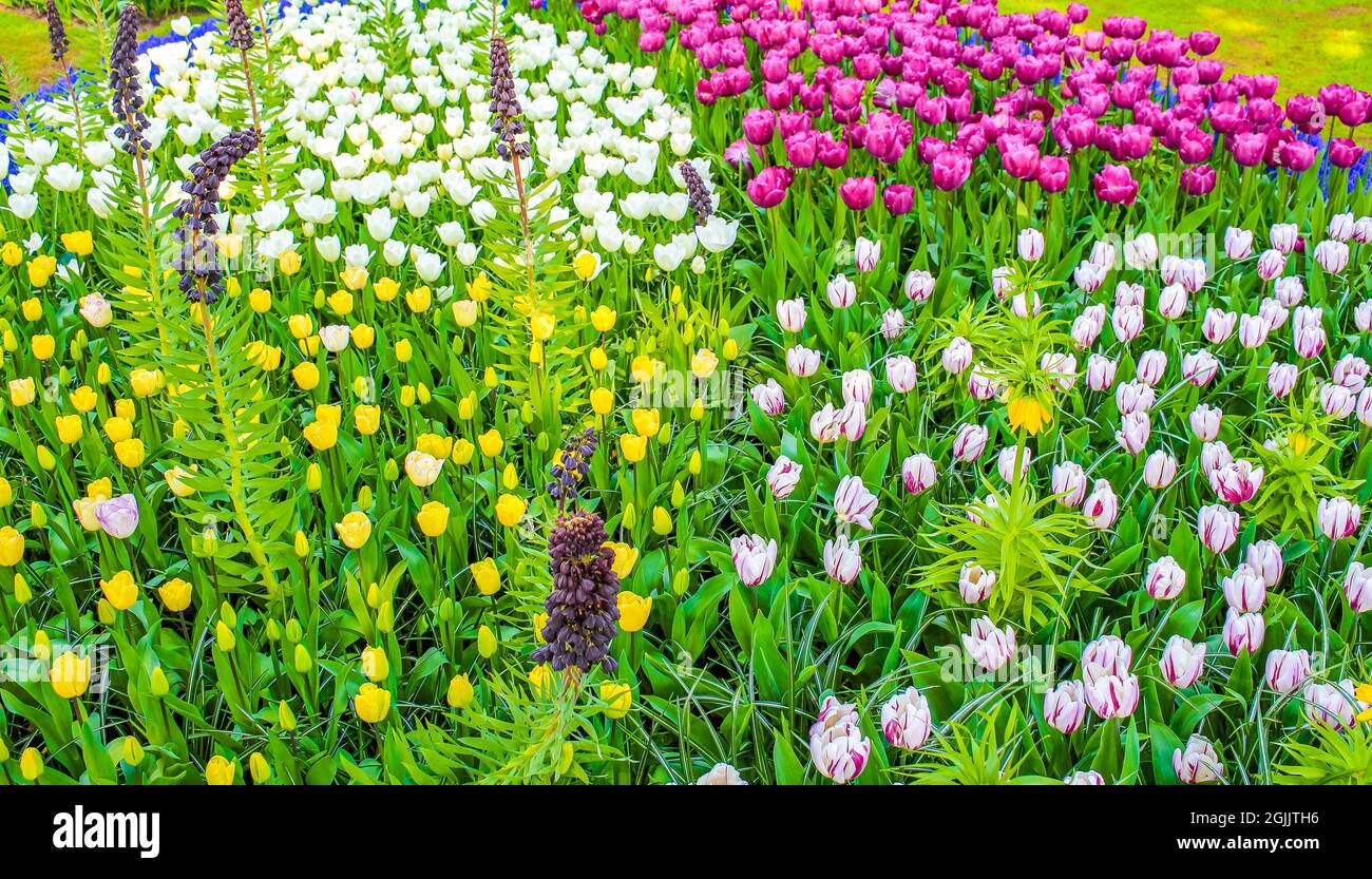 Many colorful tulips and daffodils in Keukenhof tulip park in Lisse ...
