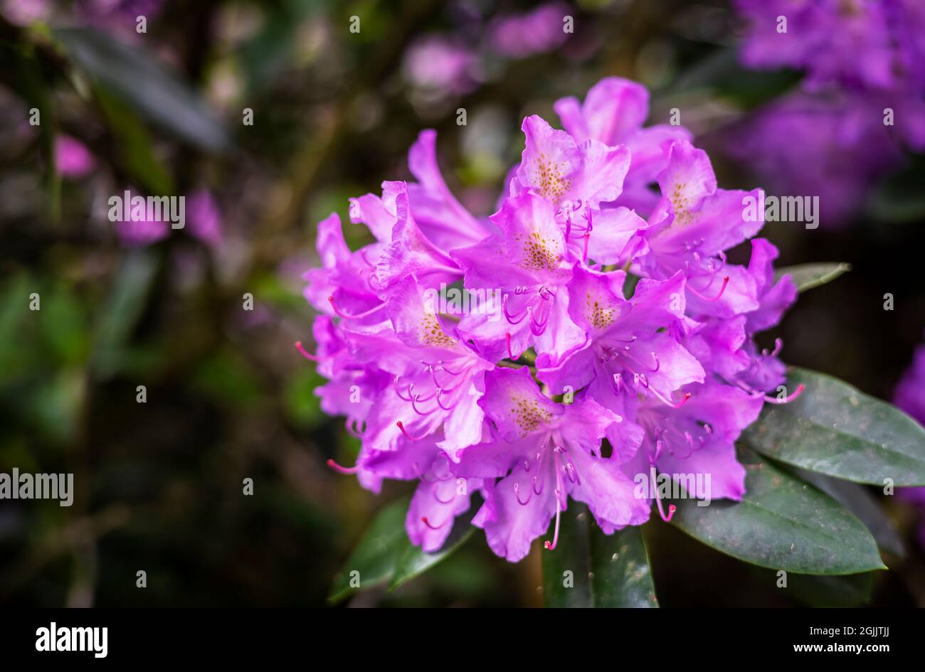 Large cluster of purple rhododendron flowers. Stock Photo
