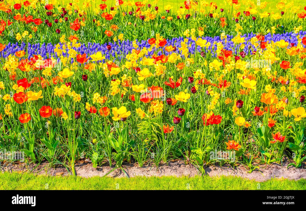 Many colorful tulips and daffodils in Keukenhof tulip park in Lisse ...