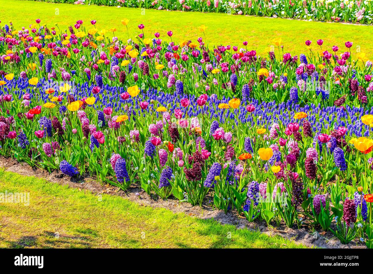 Many colorful tulips and daffodils in Keukenhof tulip park in Lisse ...