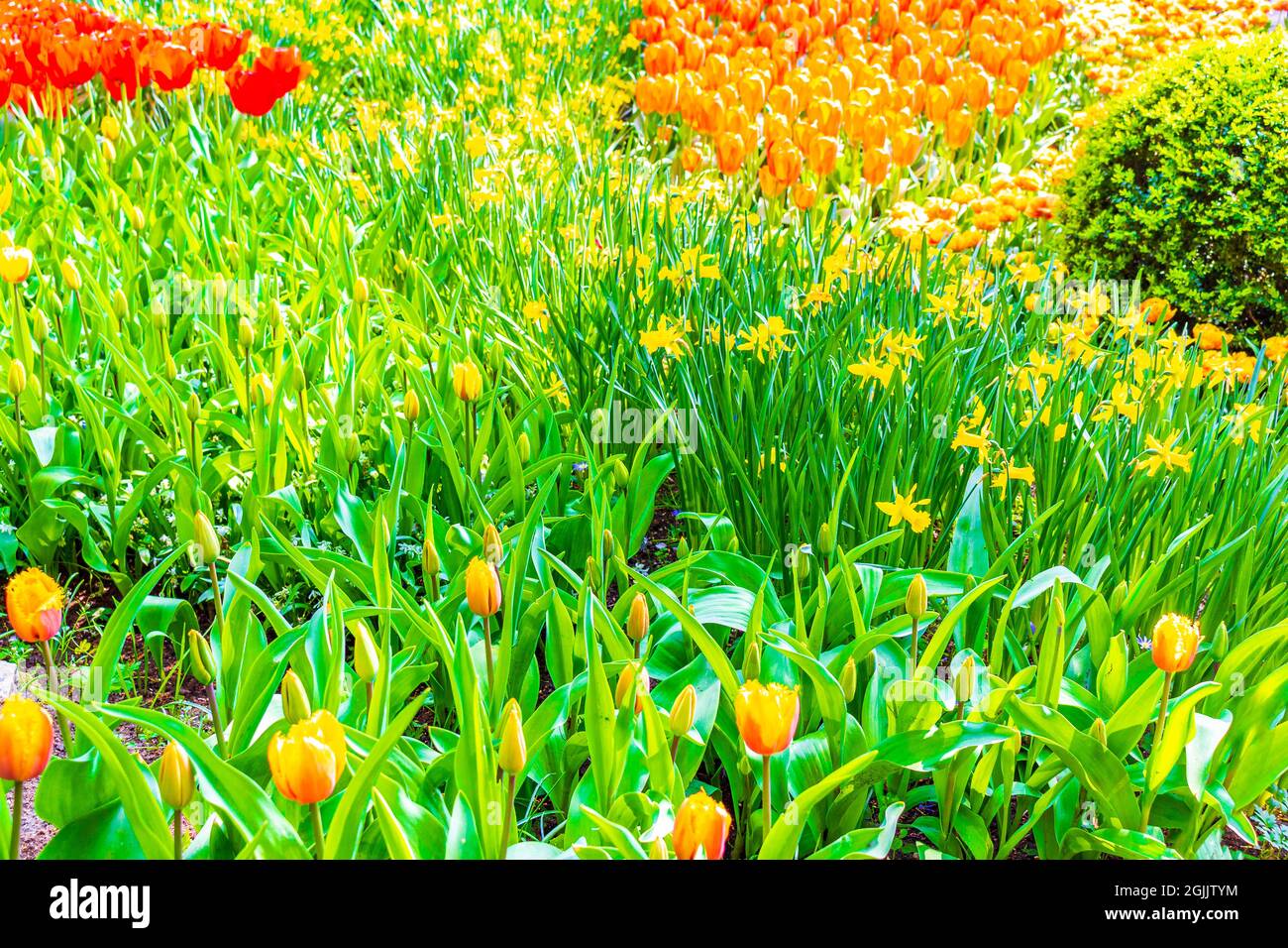 Many colorful tulips and daffodils in Keukenhof tulip park in Lisse ...