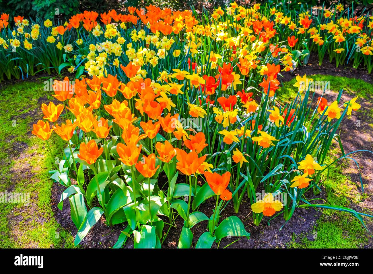 Many colorful tulips and daffodils in Keukenhof tulip park in Lisse ...