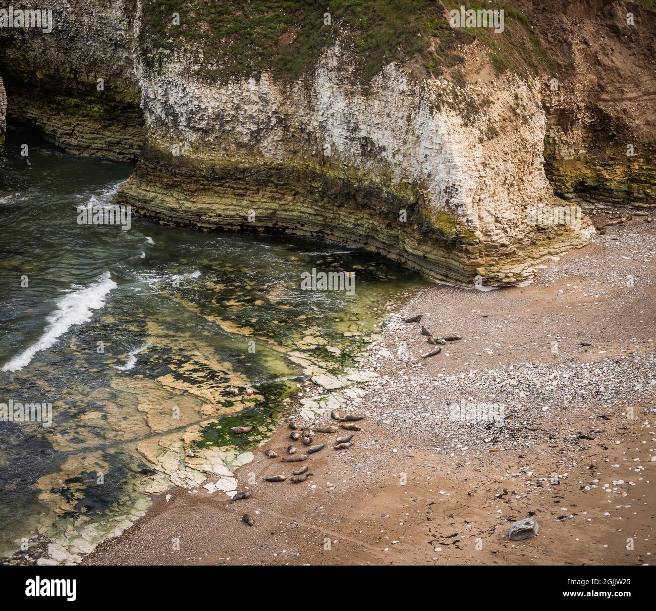 Seals basking on the beaches of Flamborugh Head in East Yorkshire, UK