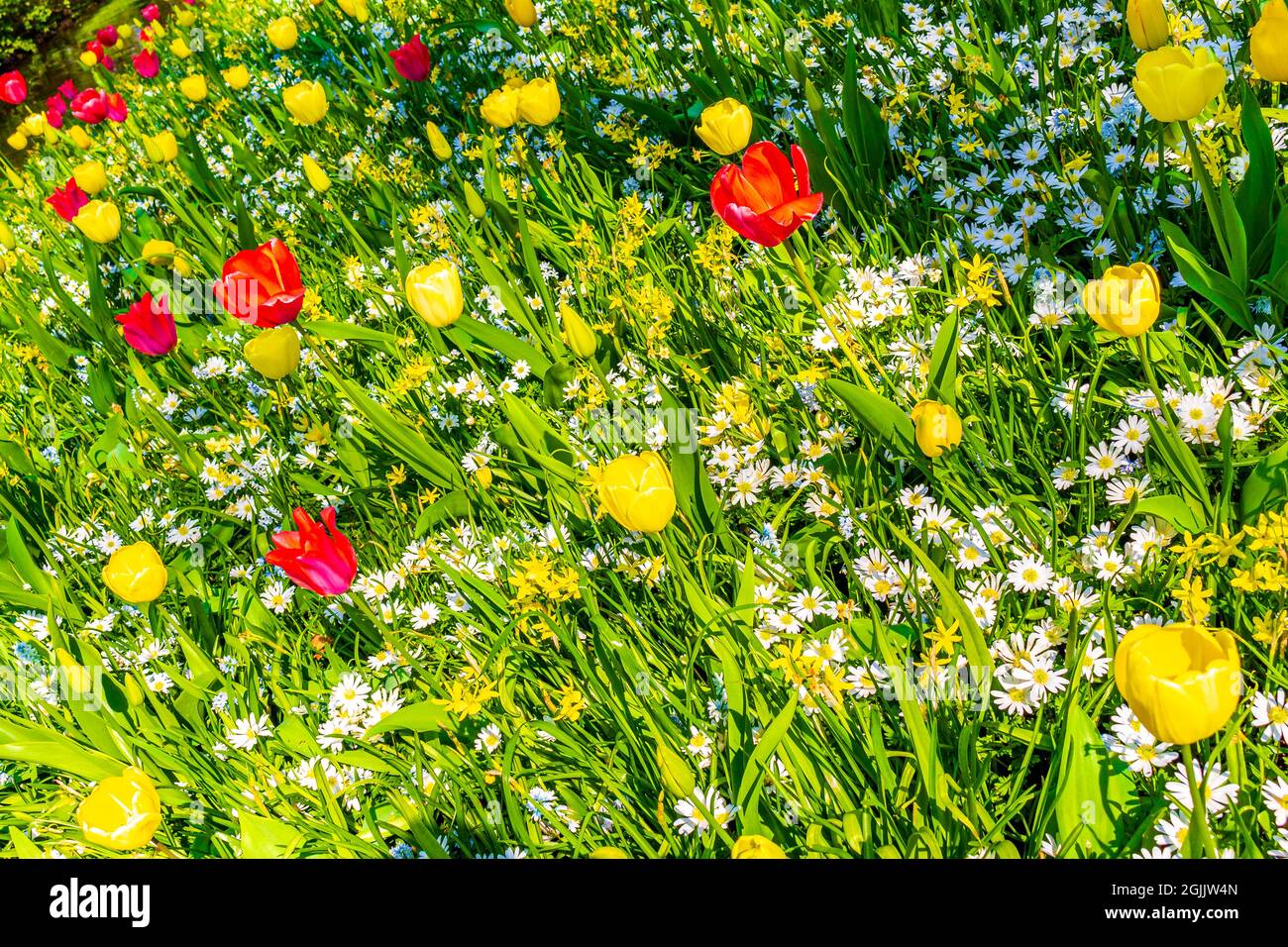 Many colorful tulips and daffodils in Keukenhof tulip park in Lisse ...