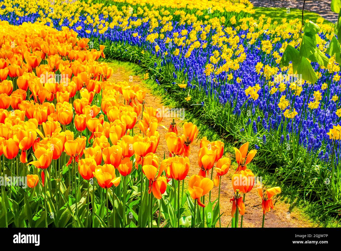 Many colorful tulips and daffodils in Keukenhof tulip park in Lisse ...