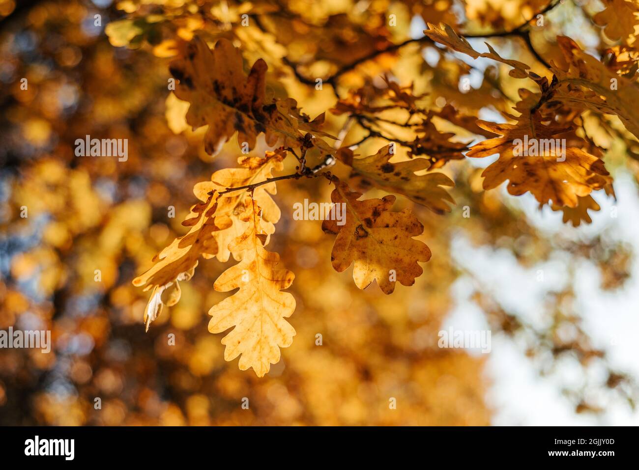 Background yellow oak leaves hi-res stock photography and images - Alamy